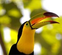 Belize Bird